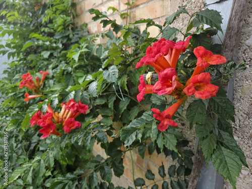 Obraz na plátne A vibrant trumpet vine displays clusters of tubular orange flowers against a weathered brick wall