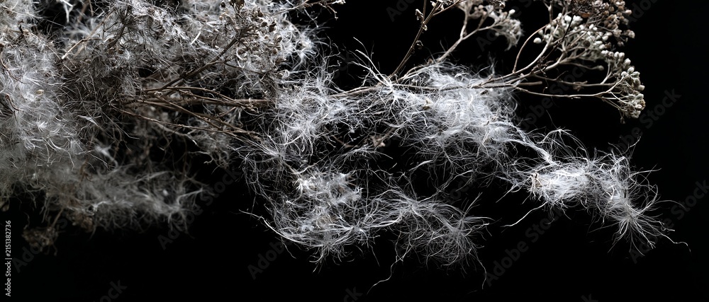 Naklejka premium Delicate white fluff on dried plant stems against a stark black background