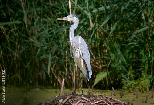 A grey heron is hunting on the lake.