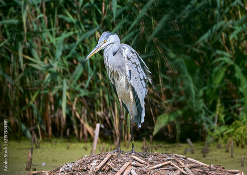A grey heron is hunting on the lake.