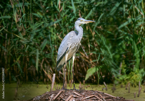 A grey heron is hunting on the lake.