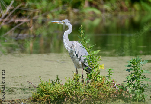 A grey heron is hunting on the lake.