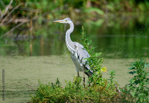 A grey heron is hunting on the lake.