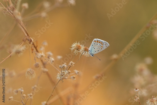 una farfalla comune blu su un fiore in estate al tramonto