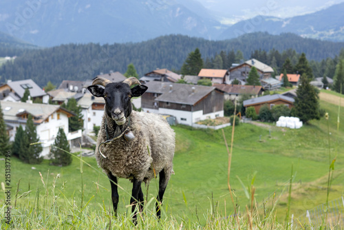 Fototapeta kuchenna black_headed_sheep