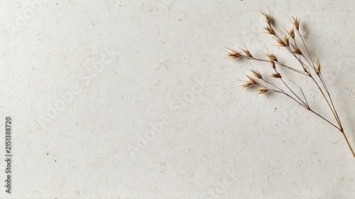 Minimalist Arrangement of Dry Grass Plant on Textured Beige Background