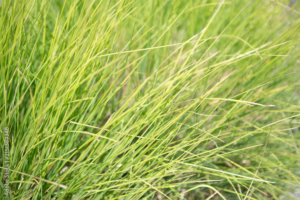 Fototapeta premium Grassland meadow. Green grassy grass. Nature background. Green nature with grassy plant. Summer meadow with grassy plant. Fresh nature lawn background