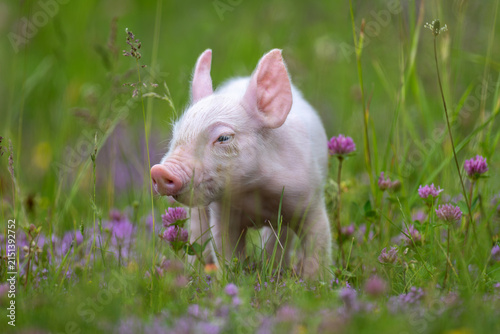 A young, pink piglet stands curiously amidst a field of lush green grass and delicate purple clover flowers