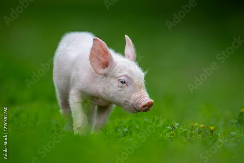 Adorable pink pig exploring a lush green grassy field