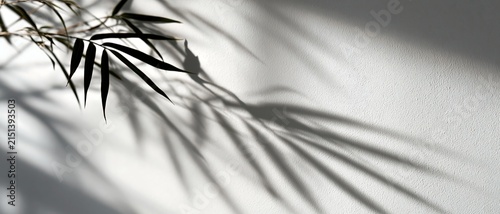 Abstract shadow play: plant leaves cast against a textured white wall