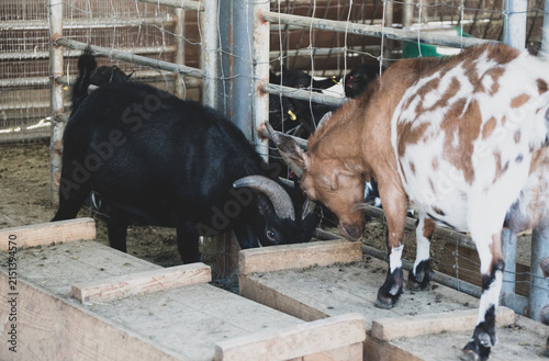 фотографія Two horned goats headbutting each other in a confrontation inside a farm barn pe