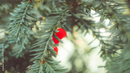 Konstfotografi Macro shot of European yew branch with bright red berries and green needles outdoors in autumn