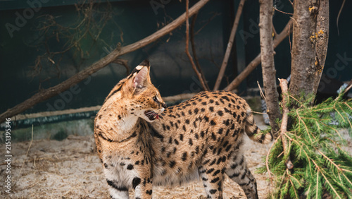 Photography African serval wild cat standing in profile with mouth open hiss or call inside