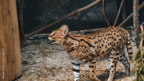 Obraz na plátně African serval wild cat standing in profile with mouth open hiss or call inside