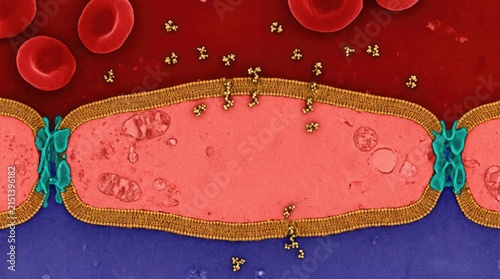Nicotine molecule penetrating endothelial cell membrane of the blood brain barrier, demonstrating lipid soluble chemical transport from capillary vessel into cerebral neural tissue.