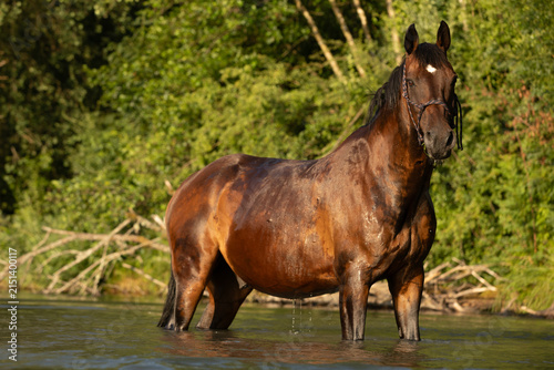 Braunes Pferd steht im See