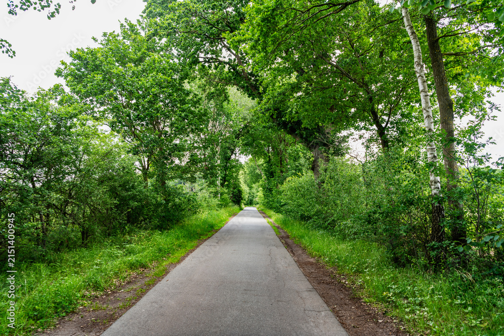 Obraz premium Path way. Nature in mixed forest. Summer park nature. Scenic woodland. Green forest wood in summer. Touristic trail of empty road pathway in forest or park with green lush nature