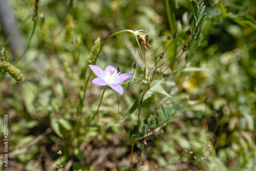 Purple flower, Columbine (Aquilegia vulgaris), in green surroundings