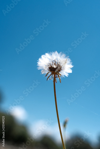 Coltsfoot (Tussilago Farfara) against a clear blue sky, conveying lightness