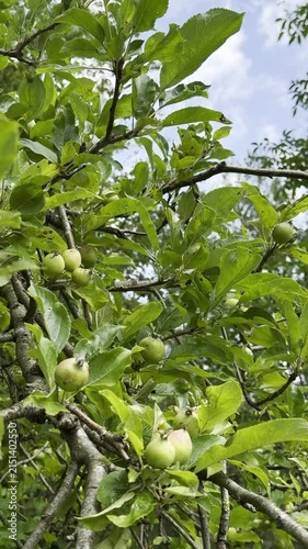 Green unripe apples growing on branches surrounded by lush green leaves in a natural outdoor setting