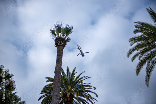 Helicopter flies above palm trees in California during overcast weather