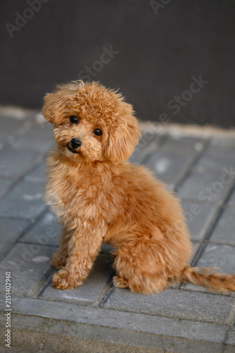 Cuadro en lienzo Cute maltipoo puppy sitting on paved floor against dark background, looking at camera