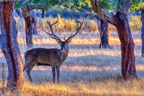 Portrait of  adult red deer stag.