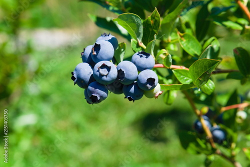 Macro Shot of Ripe Blueberries on Bush in Sunlight