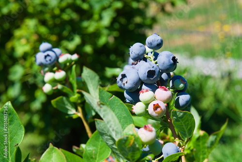 Ripe and Unripe Blueberries Growing on Bush in Sunlight - Makro