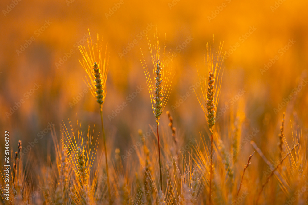 Fototapeta premium Rural field at sunset. Rural wheat silhouette. Golden rural crop background. Warm rural landscape.
