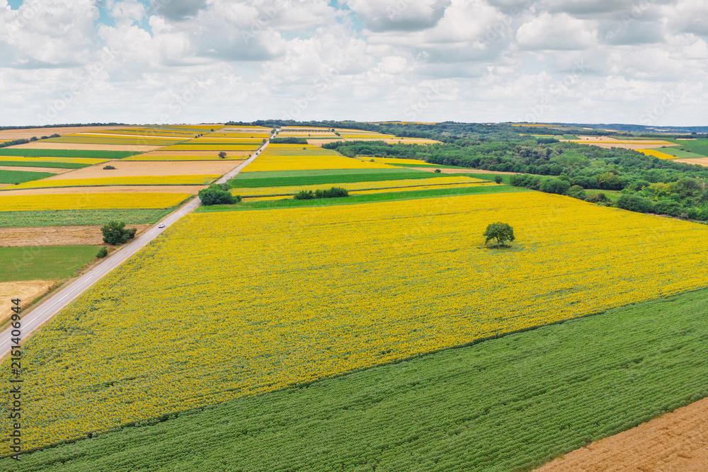 Obraz premium Aerial view showing a patchwork of colorful crop fields, including bright yellow sunflowers, green crops, and golden wheat, with a road crossing the serene countryside