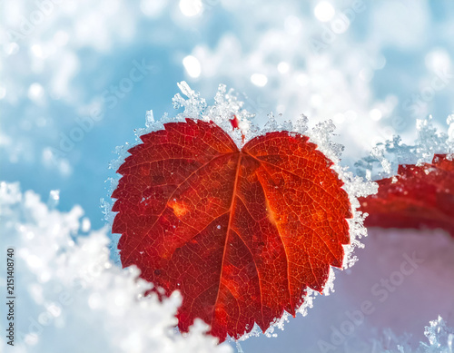 red maple leaf in the shape of a heart