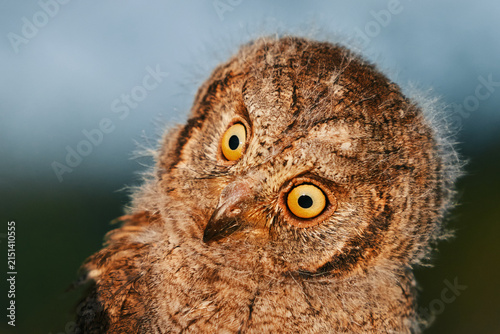 Portrait of a fluffy nestling Eurasian scops owl Otus scops perched on a tree branch in a forest. Close-up of a young wild owl chick in Wildlife habitat, featuring soft feathers, expressive eyes.