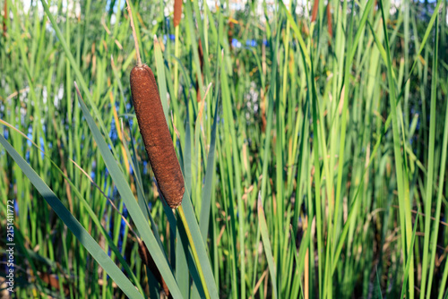 Konstfotografi Cattail Reeds Brown Spike Growing Among Dense Green Leaves Near Water