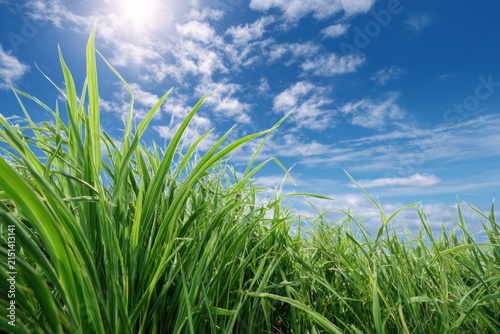 Green grass field low angle view with blue sky and sun on sunny summer day, nature background