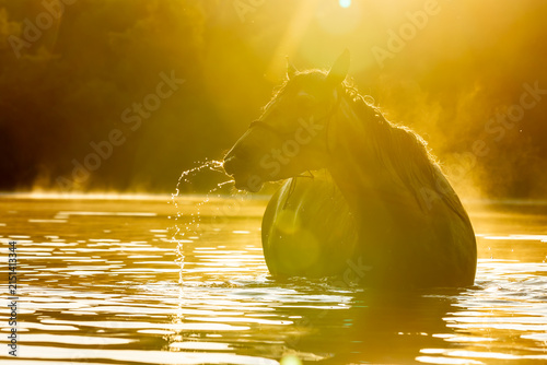 Andalusier im goldenen Morgenlicht im See