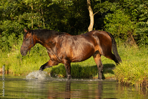 Braunes Pferd geht baden