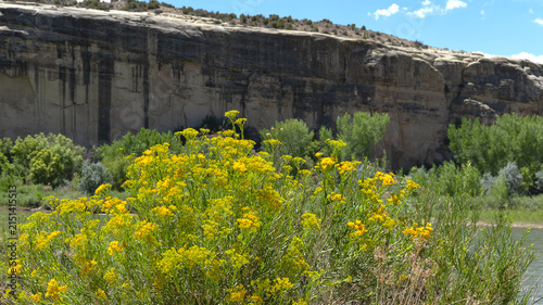 Yellow rabbitbrush beside Green River in Dinosaur National Monument