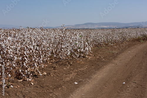 Cotton blossoms on stems illuminated by the sun