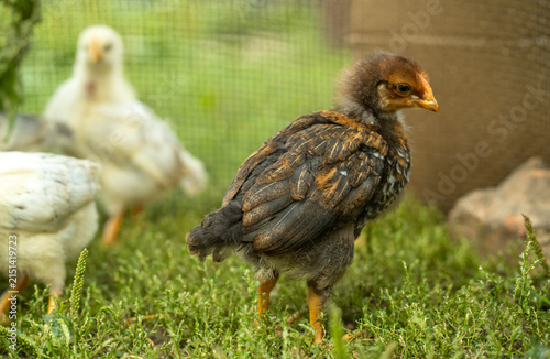 Fotografie Chickens move around in the grass outside a fenced area during the daytime
