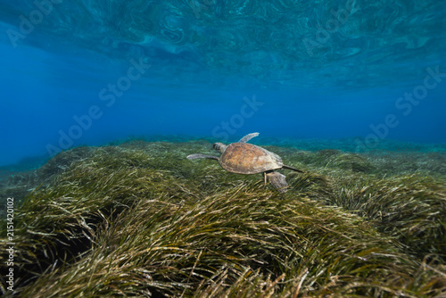 A green sea turtle cruising above Posidonia seagrass meadows
