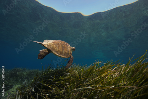 A green sea turtle cruising above Posidonia seagrass meadows