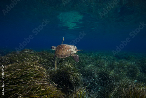 A green sea turtle cruising above Posidonia seagrass meadows