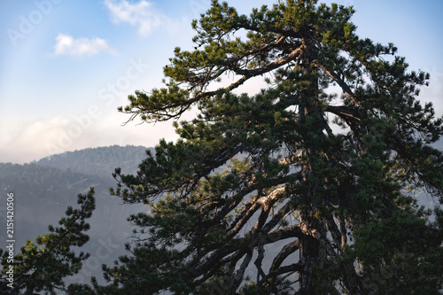 Pine tree overlooking Troodos mountain forest landscape. Cyprus