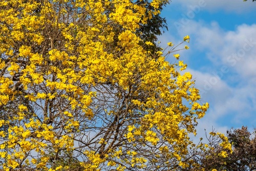 Yellow ipe tree (Handroanthus chrysotrichus) in full bloom in Brazilian Cerrado. Brazil's national symbol tree with spectacular golden flowers during dry winter season. Native Bignoniaceae.