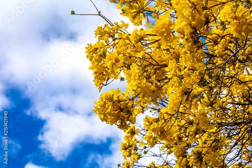 Yellow ipe tree (Handroanthus chrysotrichus) in full bloom in Brazilian Cerrado. Brazil's national symbol tree with spectacular golden flowers during dry winter season. Native Bignoniaceae.