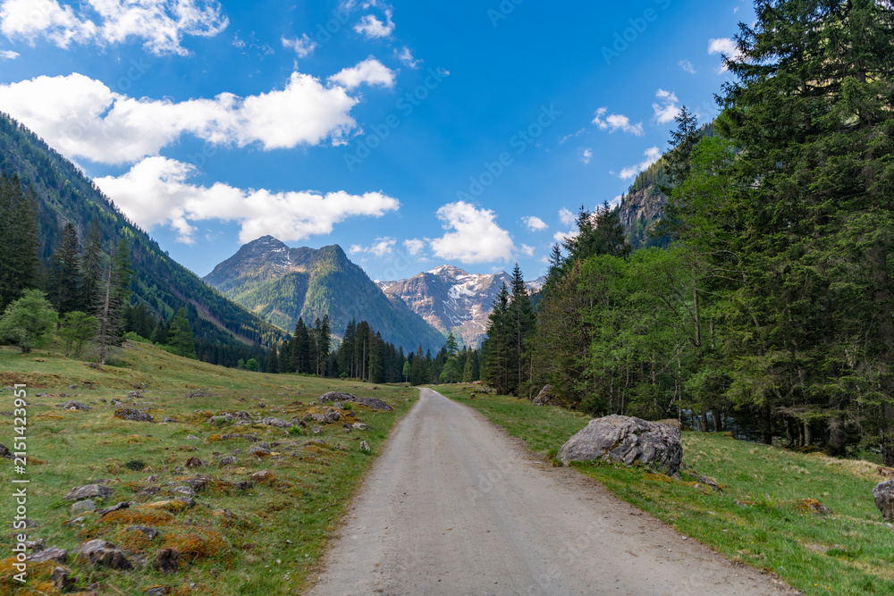 Obraz premium Scenic green hill mountain. Forest trail. Breathtaking summer day in wild mountain with coniferous forest trail. Mountain landscape trail. Road in mountainous landscape with cloudy sky