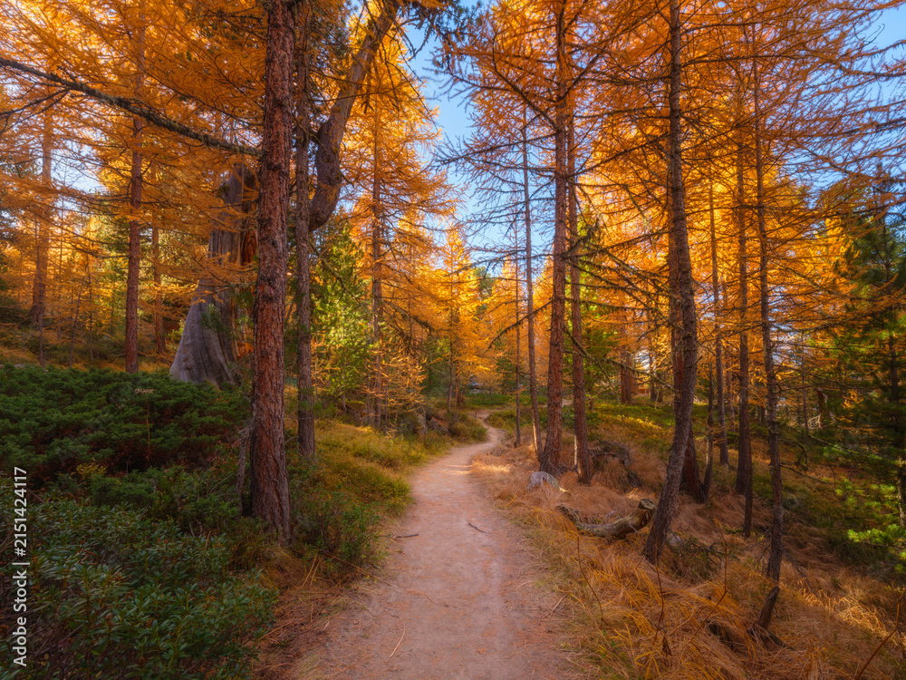Obraz premium A hiking pathway winds through a colorful autumn forest. Sunlight shines on trees and fall foliage along an empty unpaved road.