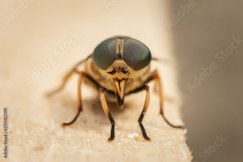 portrait of a gadfly sitting on a log