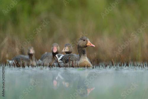 Cuadro en lienzo Greylag Geese Swimming Through a Quiet Wetland